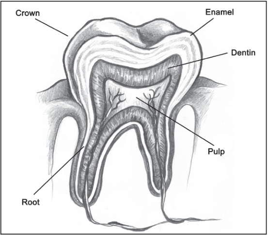 Základy remineralizace zubů