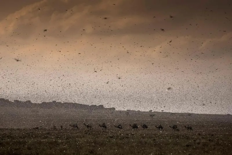 Stádo velbloudů se snaží najít cestu přes invazi sarančat v Etiopii, Jijiga, prosinec 2019.