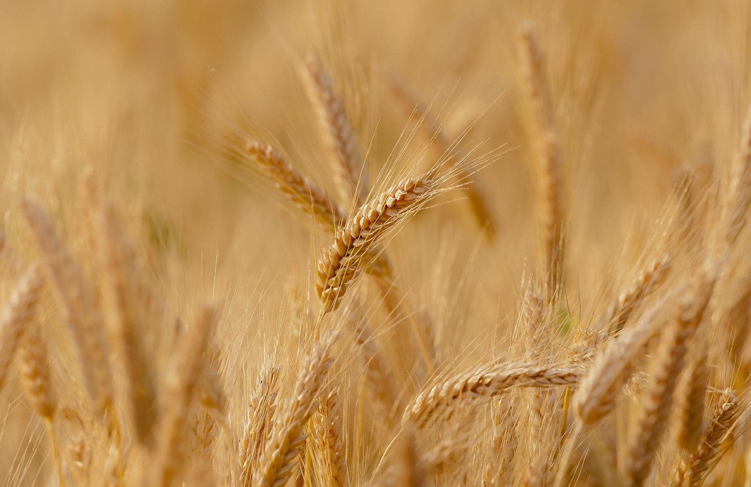Mondelez rozšiřuje svůj program udržitelné pšenice v Maďarsku
